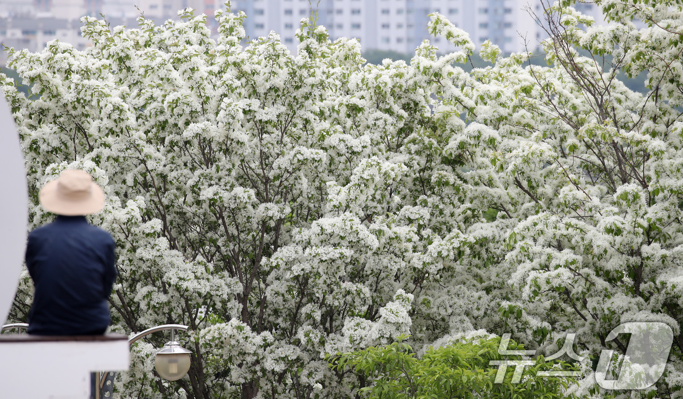 (대구=뉴스1) 공정식 기자 = 29일 대구 동구 동촌유원지 해맞이동산에서 산책 나온 시민들이 흰 쌀밥처럼 꽃이 활짝 핀 이팝나무를 감상하고 있다. 2026.4.29/뉴스1