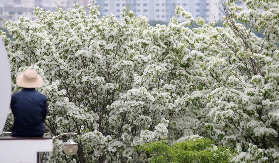 이팝나무 앞 망중한