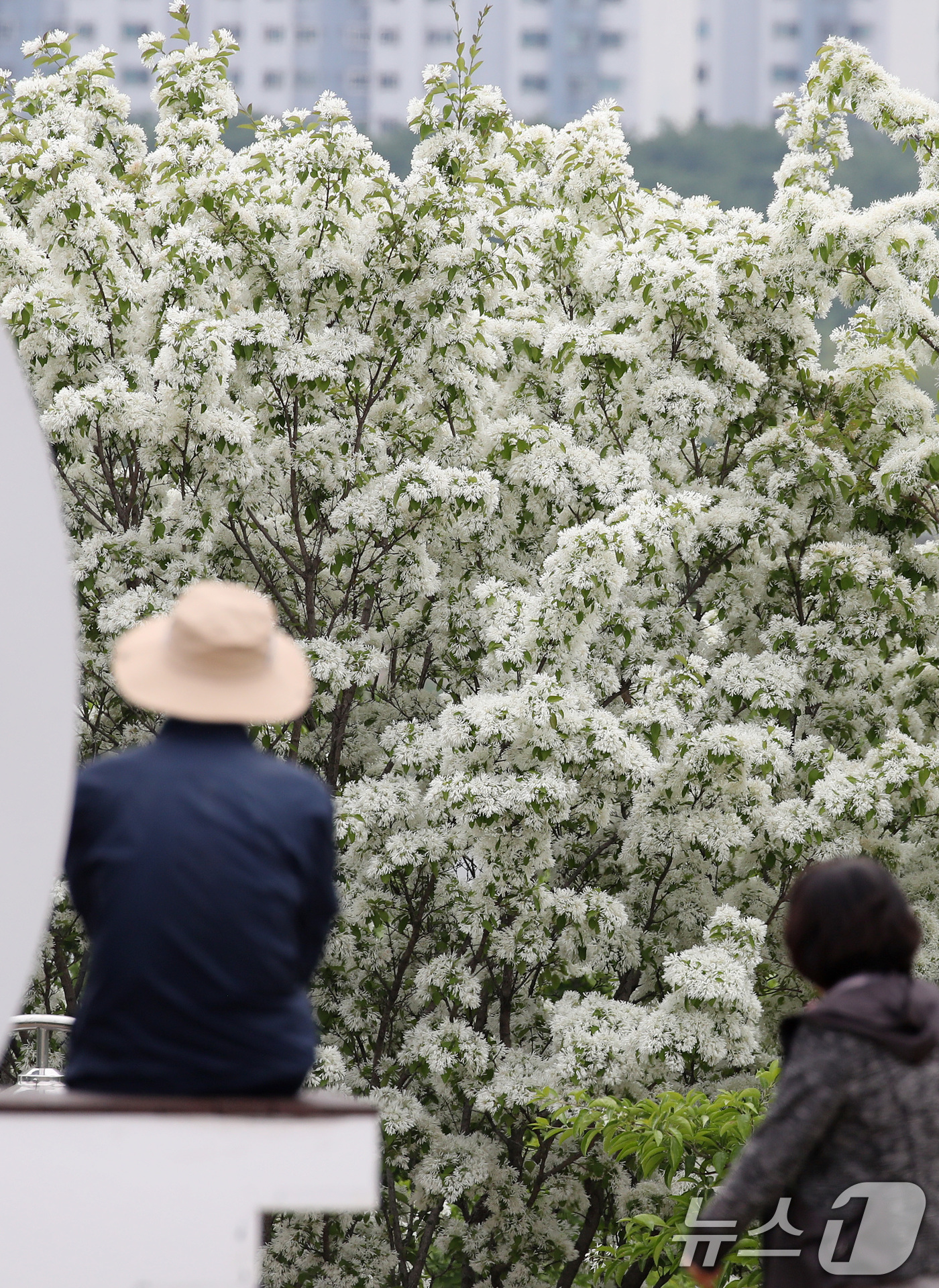 (대구=뉴스1) 공정식 기자 = 29일 대구 동구 동촌유원지 해맞이동산에서 산책 나온 시민들이 흰 쌀밥처럼 꽃이 활짝 핀 이팝나무를 감상하고 있다. 2026.4.29/뉴스1
