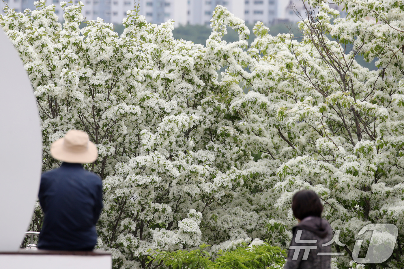(대구=뉴스1) 공정식 기자 = 29일 대구 동구 동촌유원지 해맞이동산에서 산책 나온 시민들이 흰 쌀밥처럼 꽃이 활짝 핀 이팝나무를 감상하고 있다. 2026.4.29/뉴스1