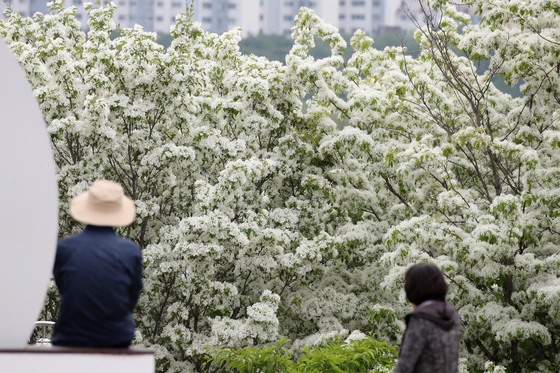 '흰 쌀밥처럼' 이팝나무 꽃 활짝