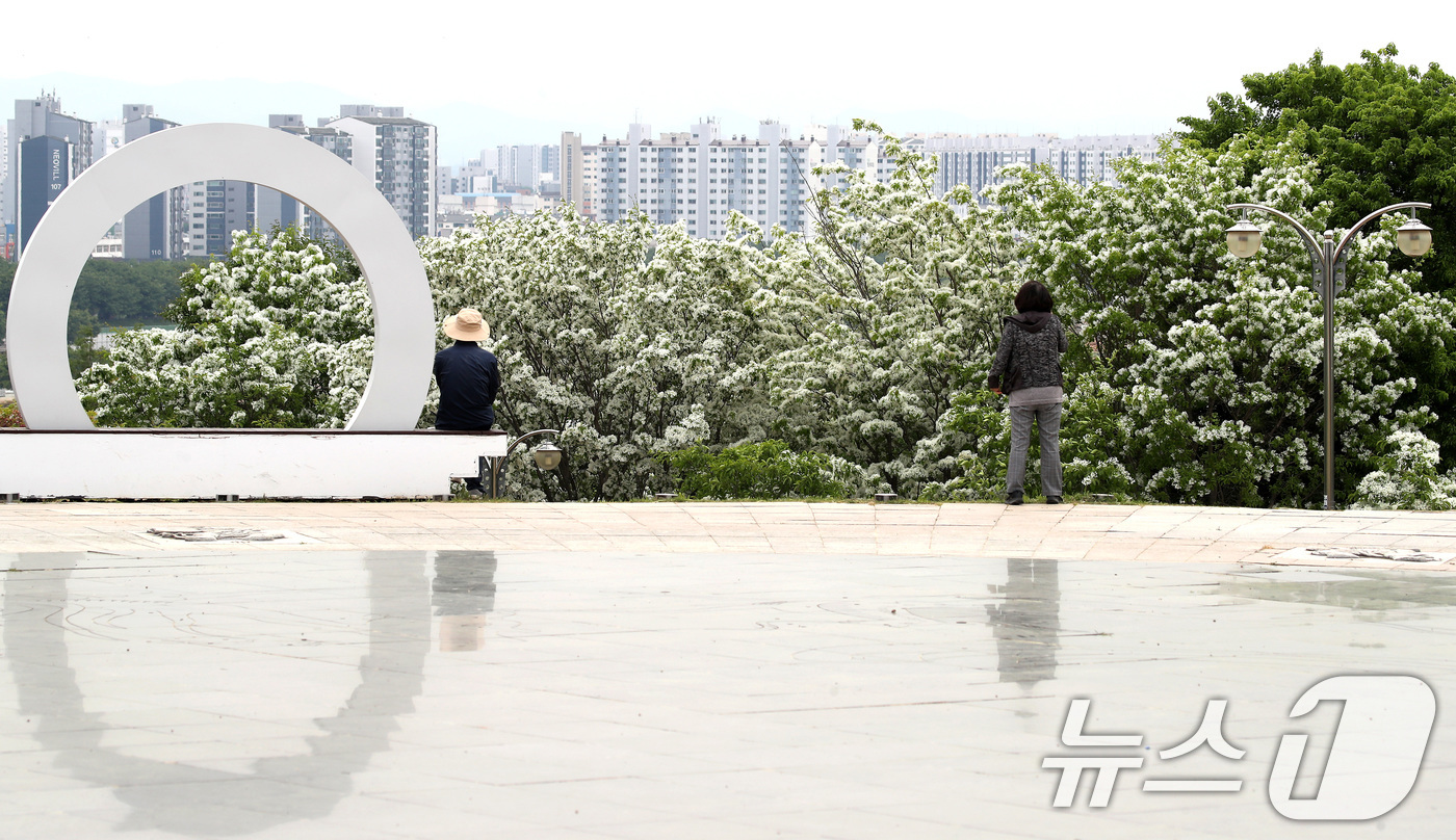 (대구=뉴스1) 공정식 기자 = 29일 대구 동구 동촌유원지 해맞이동산에서 산책 나온 시민들이 흰 쌀밥처럼 꽃이 활짝 핀 이팝나무를 감상하고 있다. 2026.4.29/뉴스1