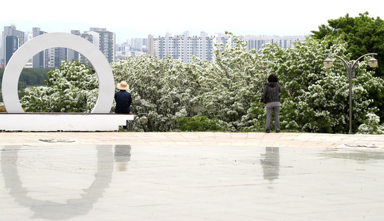'흰 쌀밥처럼' 이팝나무 꽃 활짝