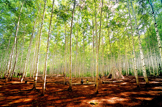 인제군 "자작나무숲·곰배령서 봄의 여유 만끽하세요"
