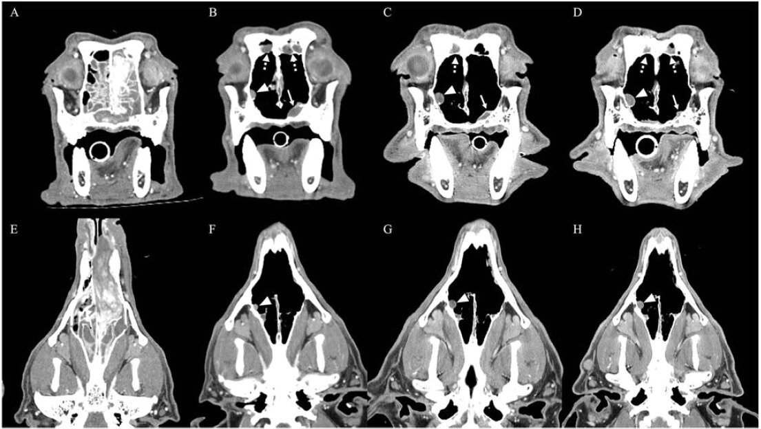 본문 이미지 - 비강 종양이 발생한 반려견의 컴퓨터 단층촬영 영상(본동물의료센터 제공) ⓒ 뉴스1