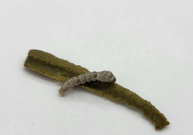 건강식품 활용되는 '누에'…농진청, 대량 생산 '스마트 시스템' 개발