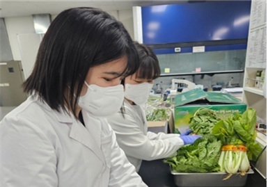 대전 봄철 농산물 농약 안전 '양호'…233건 중 231건 기준 충족
