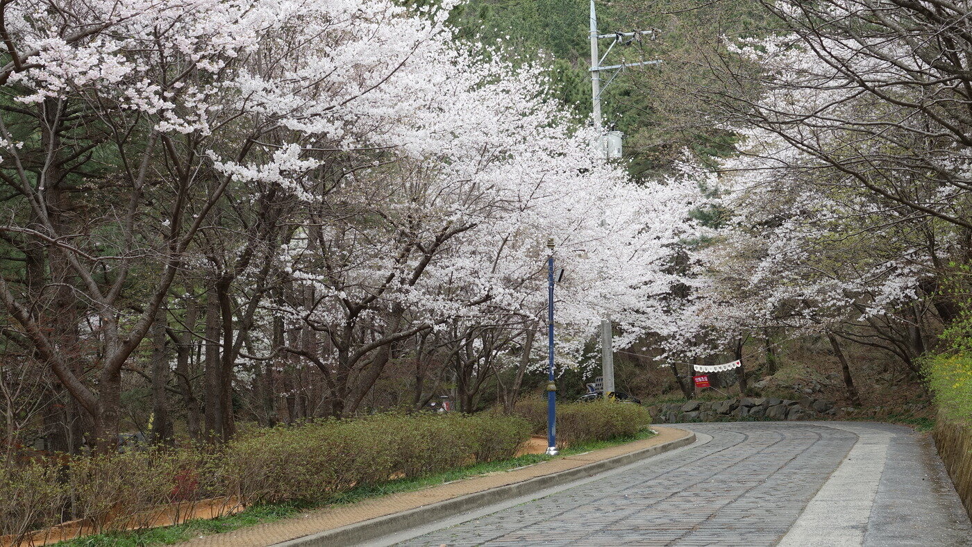 본문 이미지 -  옥마산 진입로 모습.(보령시 제공. 재판매 및 DB금지)/뉴스1