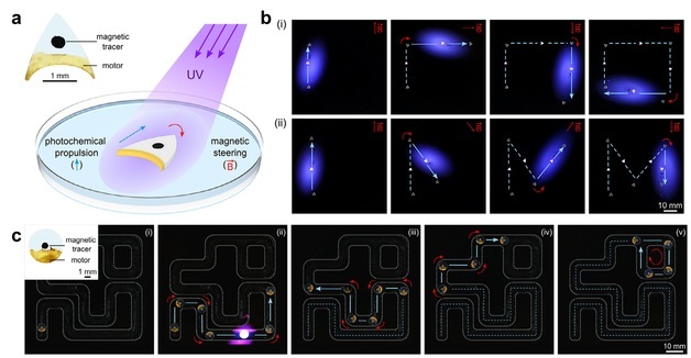 빛으로 연료 생성하고 스스로 움직이는 소프트 마이크로 로봇 개발
