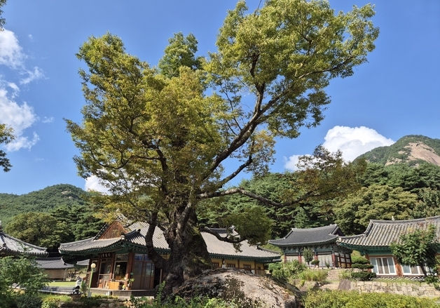 충북 보호수 1183그루…괴산 청천 사담리 느티나무 1028살