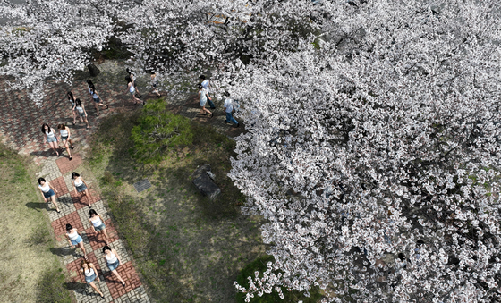 화사한 벚꽃 워킹