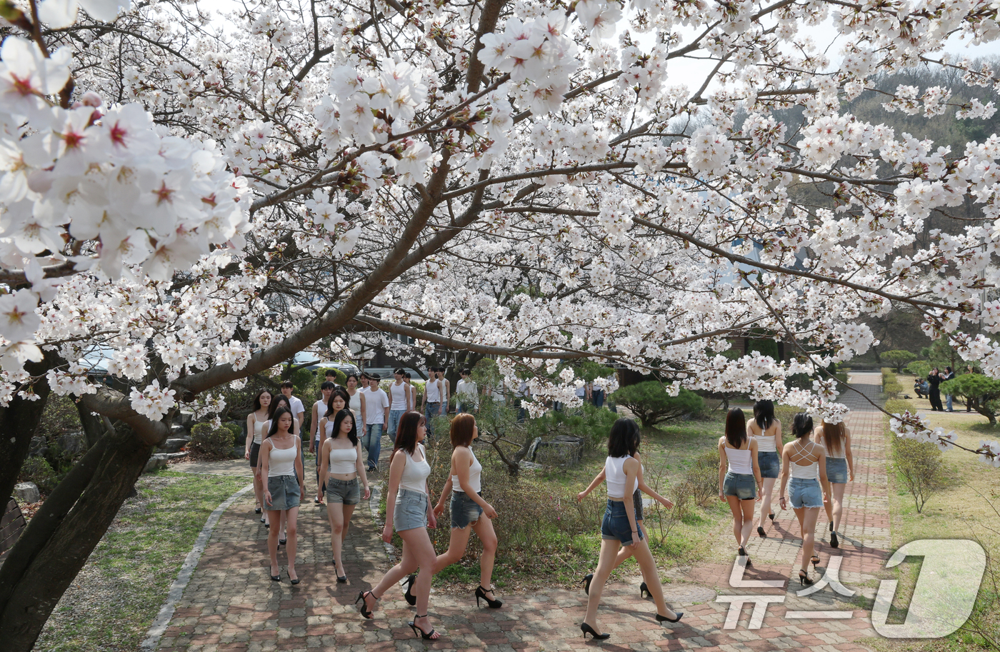 (대전=뉴스1) 김기태 기자 = 3일 대전 유성구 대덕대학교에서 모델과 학생들이 벚꽃 아래서 워킹 수업을 받고 있다.  2026.4.3/뉴스1