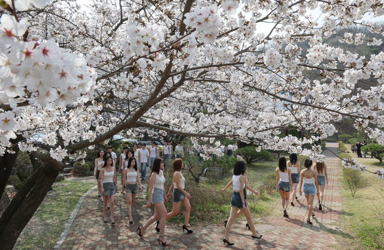 대덕대 벚꽃 워킹