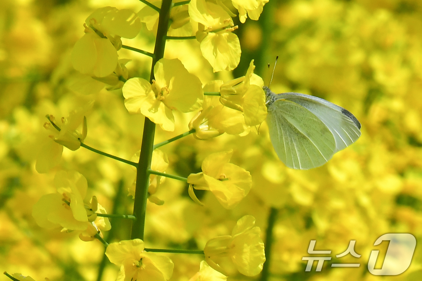(포항=뉴스1) 최창호 기자 = 3일 경북 포항시 남구 호미곶면 유채밭에서 나비 한마리가 유채꿀을 따라고 있다. 이곳(호미곶)에서는 오는 4일부터 5일까지 이틀간 유채꽃 축제가 열 …