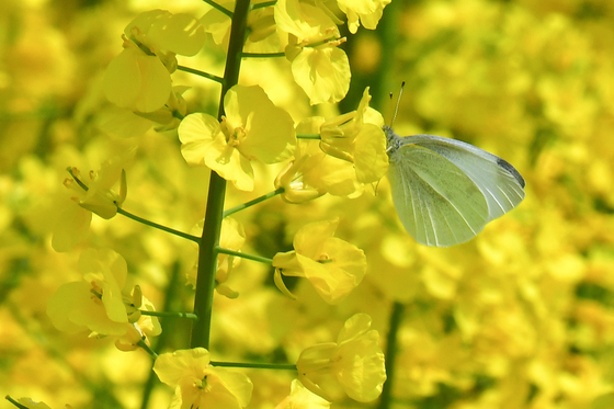 유채꿀 따는 나비