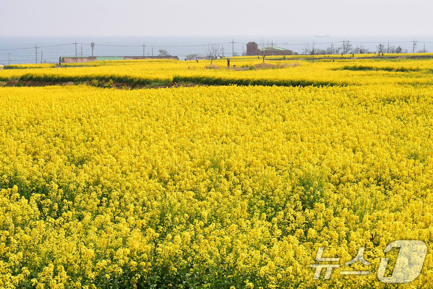 (포항=뉴스1) 최창호 기자 = 3일 경북 포항시 남구 호미곶면 유채밭에서 관광객들이 샛길을 따라 걸어가고 있다.이곳(호미곶)에서는 오는 4일부터 5일까지 이틀간 유채꽃 축제가 열 …