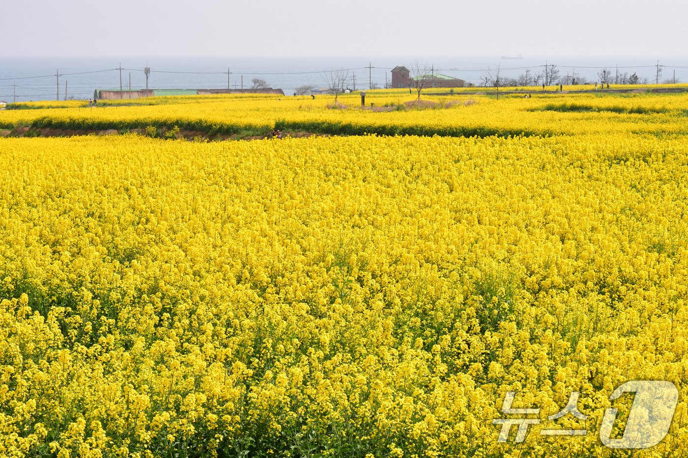 본문 이미지 - 경북 포항시 남구 호미곶면 유채밭이 노랗게 물들었다. 단일 면적으로는 국내 최대인 이곳에서 4~5일 유채꽃축제가 열린다.2026.4.3/ ⓒ 뉴스1 최창호 기자
