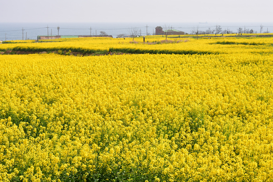 노랑 유채꽃 속으로