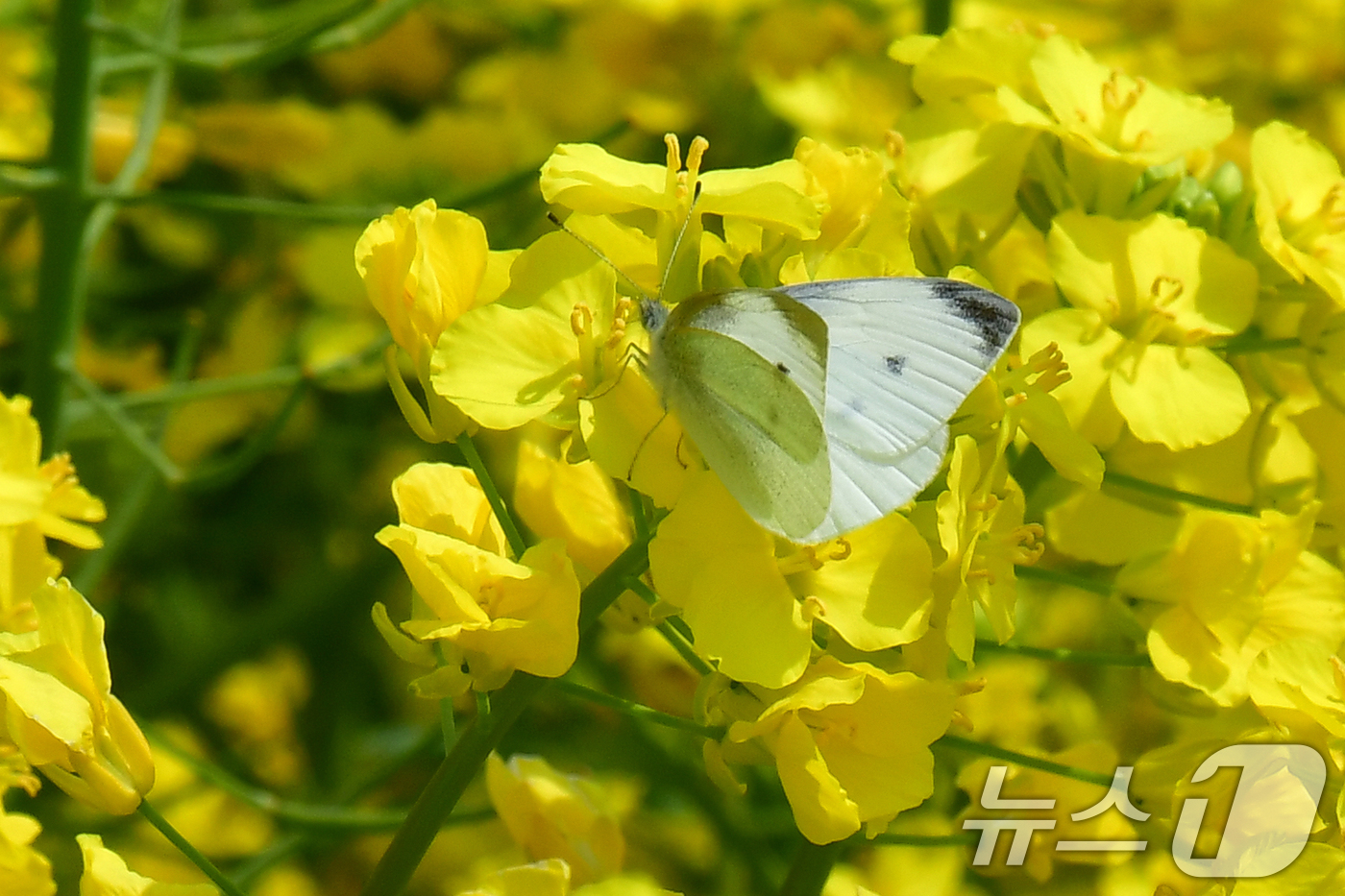 (포항=뉴스1) 최창호 기자 = 3일 경북 포항시 남구 호미곶면 유채밭에서 나비 한마리가 유채꿀을 따라고 있다. 이곳(호미곶)에서는 오는 4일부터 5일까지 이틀간 유채꽃 축제가 열 …