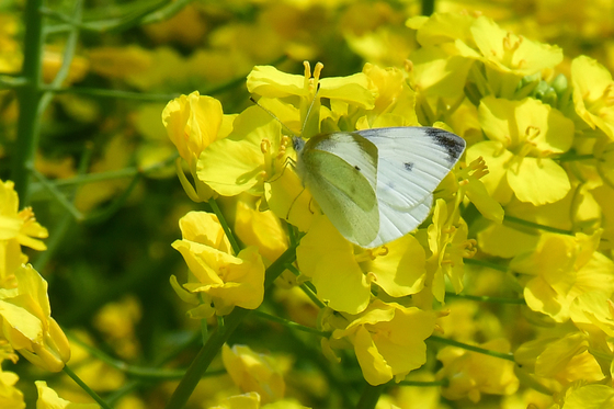 유채꽃 속으로 날아든 나비