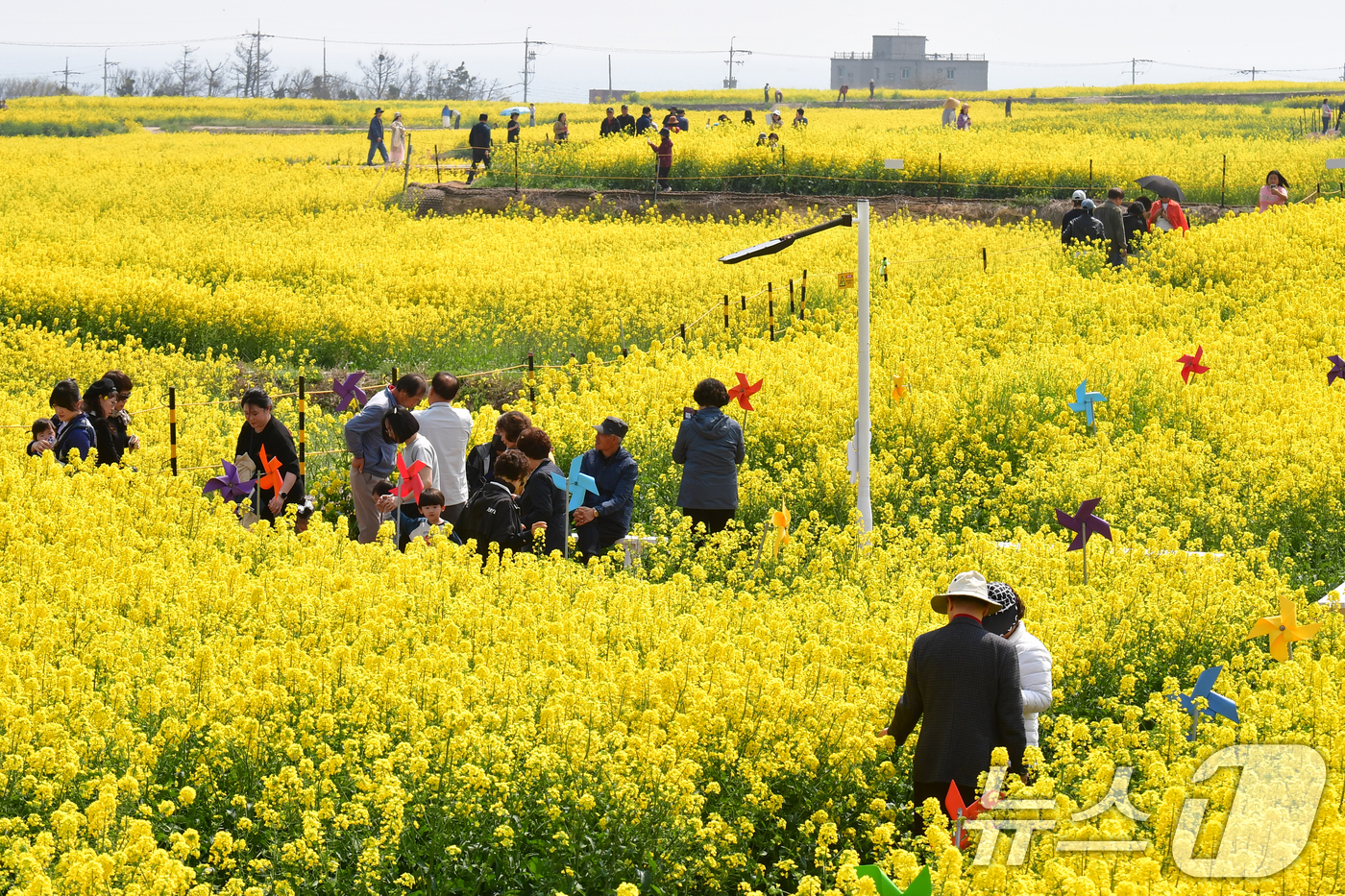 (포항=뉴스1) 최창호 기자 = 3일 경북 포항시 남구 호미곶면 유채밭에서 관광객들이 샛길을 따라 걸어가고 있다.이곳(호미곶)에서는 오는 4일부터 5일까지 이틀간 유채꽃 축제가 열 …