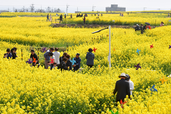 포항시, 호미곶 메밀꽃밭 20일부터 조성…6월 개화 예상