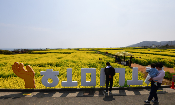 노랗게 물든 포항 호미곶 유채밭…4~5일 유채꽃축제