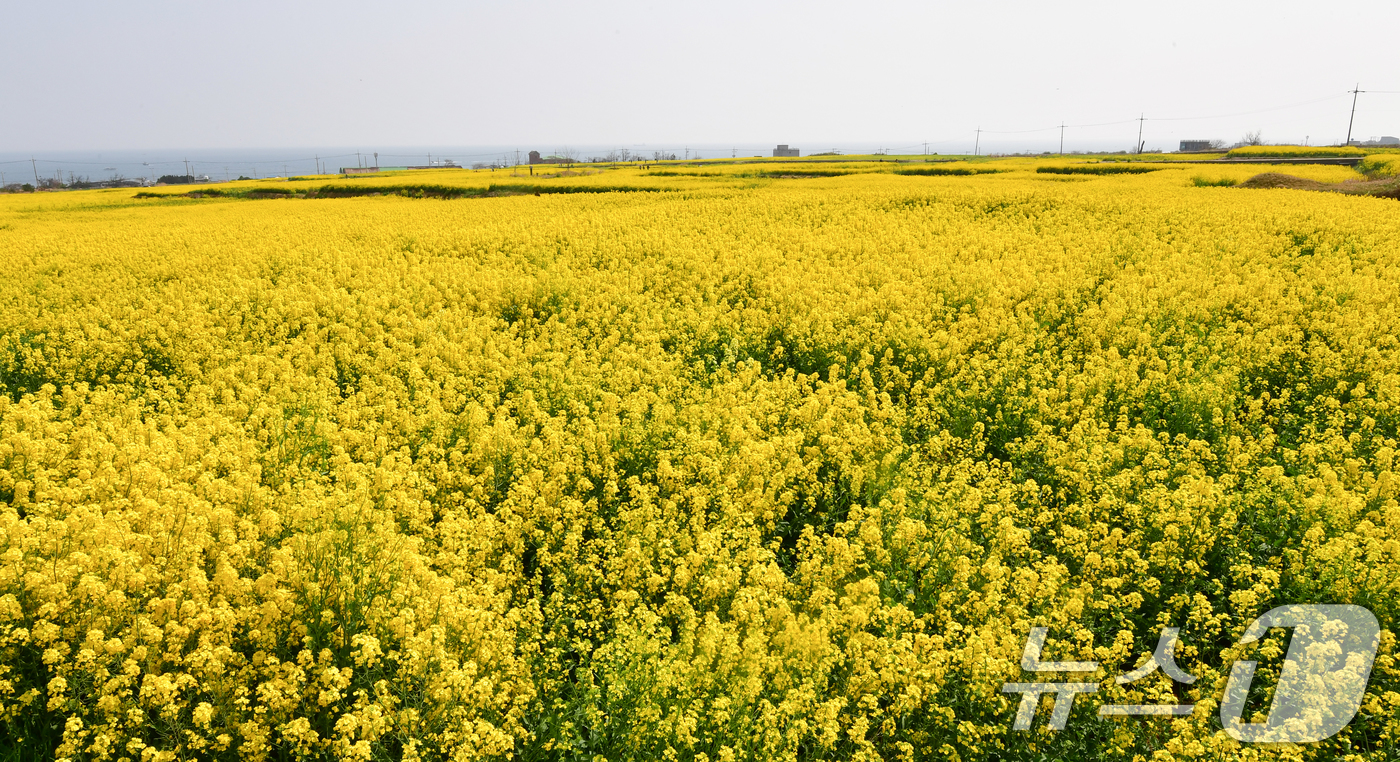 (포항=뉴스1) 최창호 기자 = 3일 경북 포항시 남구 호미곶면 유채밭이 노랑색으로 물들어 있다. 이곳(호미곶)에서는 오는 4일부터 5일까지 이틀간 유채꽃 축제가 열린다. 2026 …