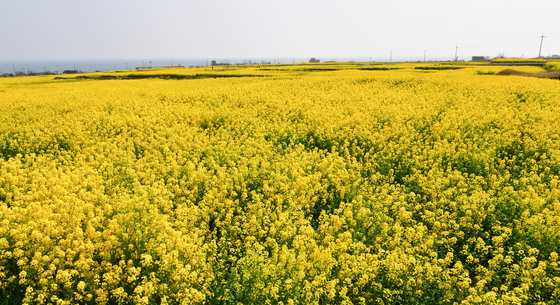 유채꽃이 만든 노랑 물결