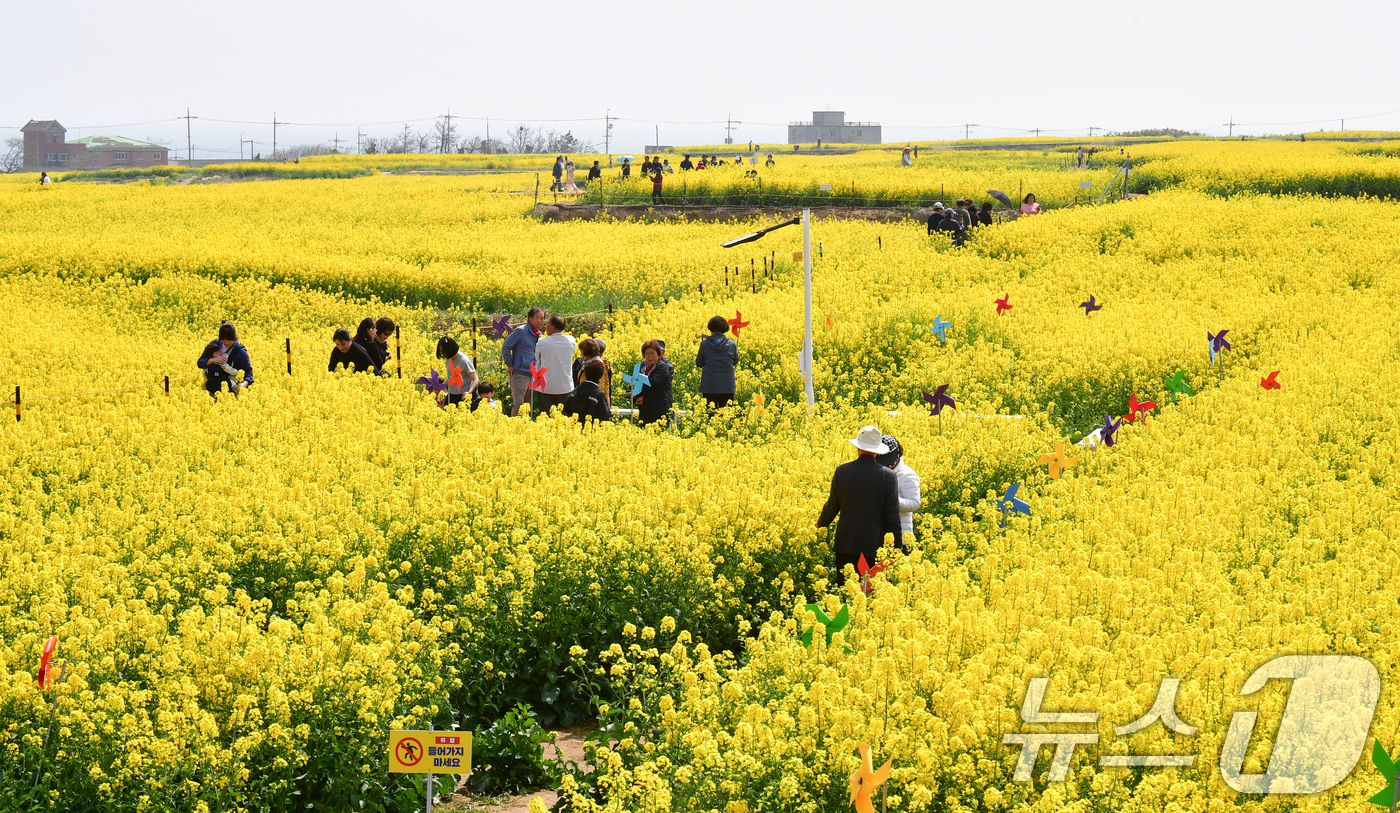 (포항=뉴스1) 최창호 기자 = 3일 경북 포항시 남구 호미곶면 유채밭에서 관광객들이 샛길을 따라 걸어가고 있다.이곳(호미곶)에서는 오는 4일부터 5일까지 이틀간 유채꽃 축제가 열 …