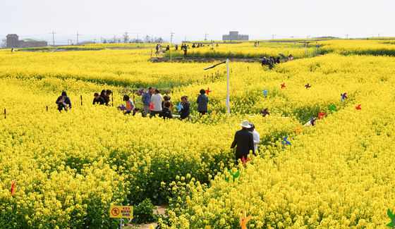 노랑 유채 물결 속으로