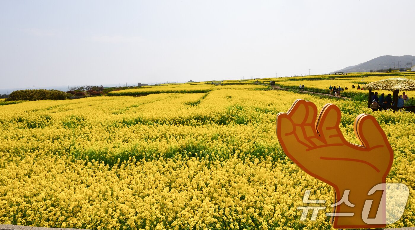 본문 이미지 - 3일 경북 포항시 남구 호미곶에서 관광객들이 노랗게 물든 유채꽃밭길을 걸으며 봄정취를 즐기고 있다. 2026.4.3/ⓒ 뉴스1 최창호 기자