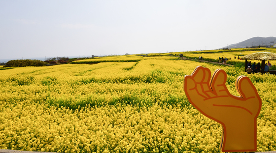 호미곶 유채밭 구경 오세요