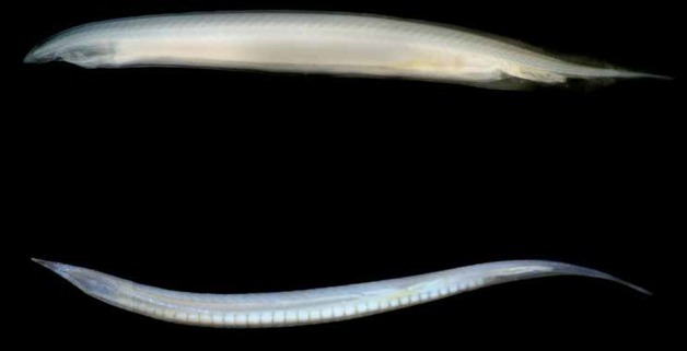 해양생물 창고기 유전체 해독…척추동물 기원 단서·바이오소재 가능성 밝혀