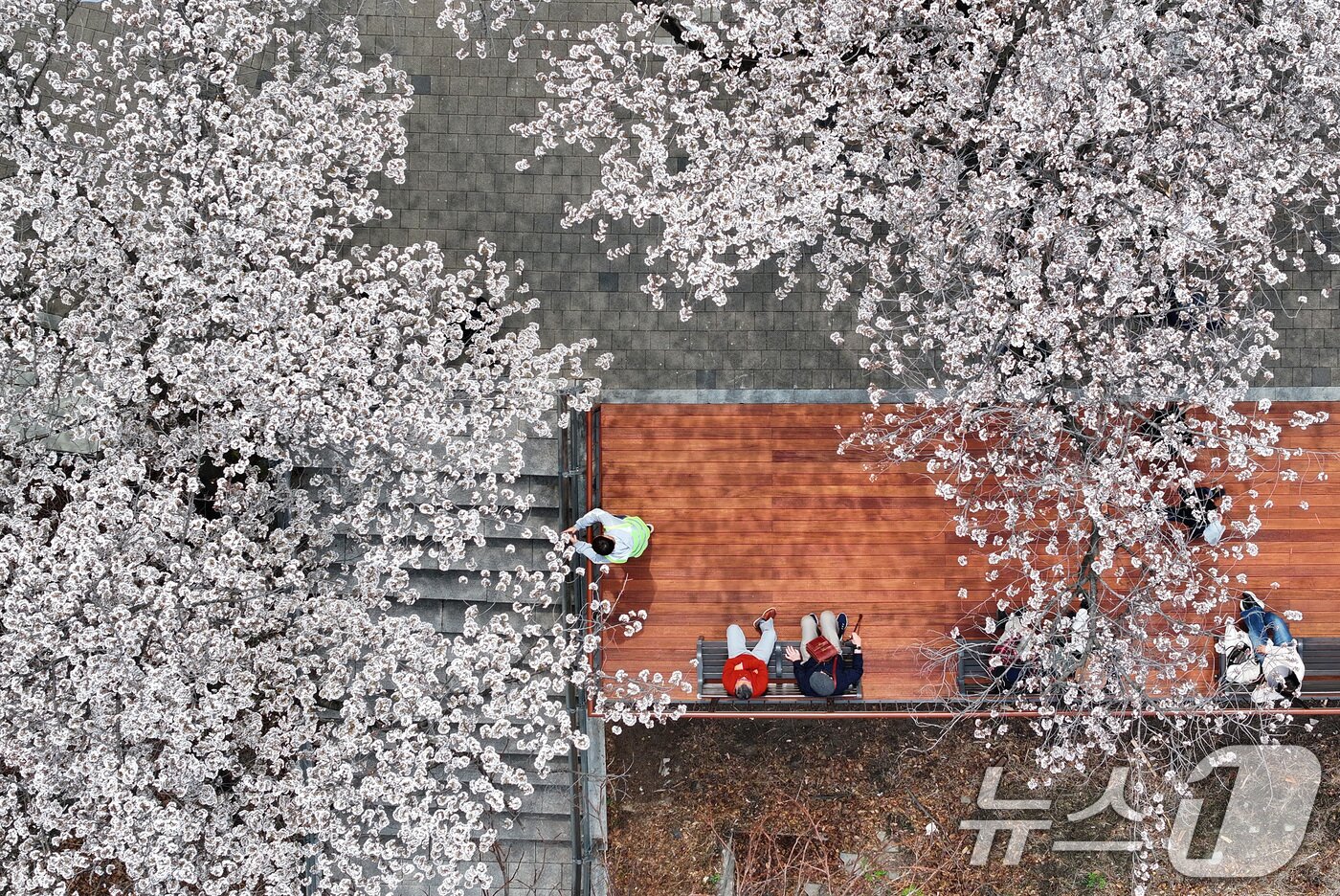 본문 이미지 - '여의도 봄꽃축제'가 시작된 3일 서울 여의서로 일대에 벚꽃이 만개해 있다.  2026.4.3 ⓒ 뉴스1 최지환 기자