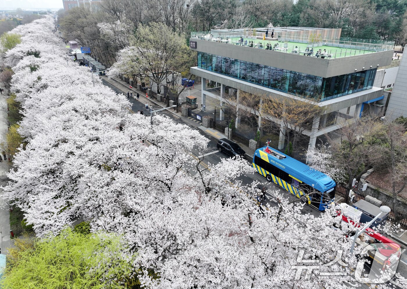 본문 이미지 - '여의도 봄꽃축제'가 시작된 3일 서울 여의서로 일대에 벚꽃이 만개해 있다.  2026.4.3 ⓒ 뉴스1 최지환 기자