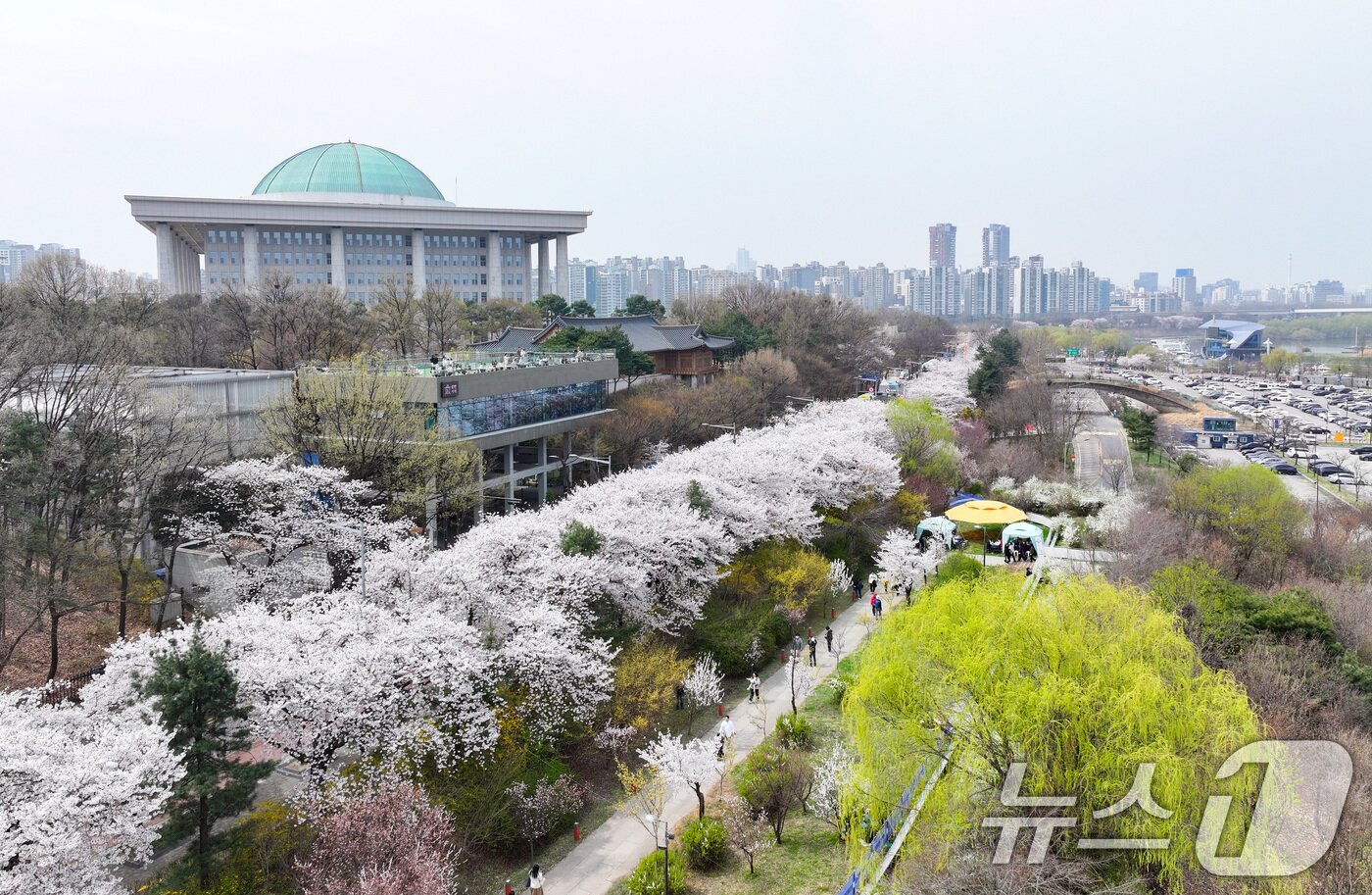 본문 이미지 - '여의도 봄꽃축제'가 시작된 3일 서울 여의서로 일대에 벚꽃이 만개해 있다.  2026.4.3 ⓒ 뉴스1 최지환 기자