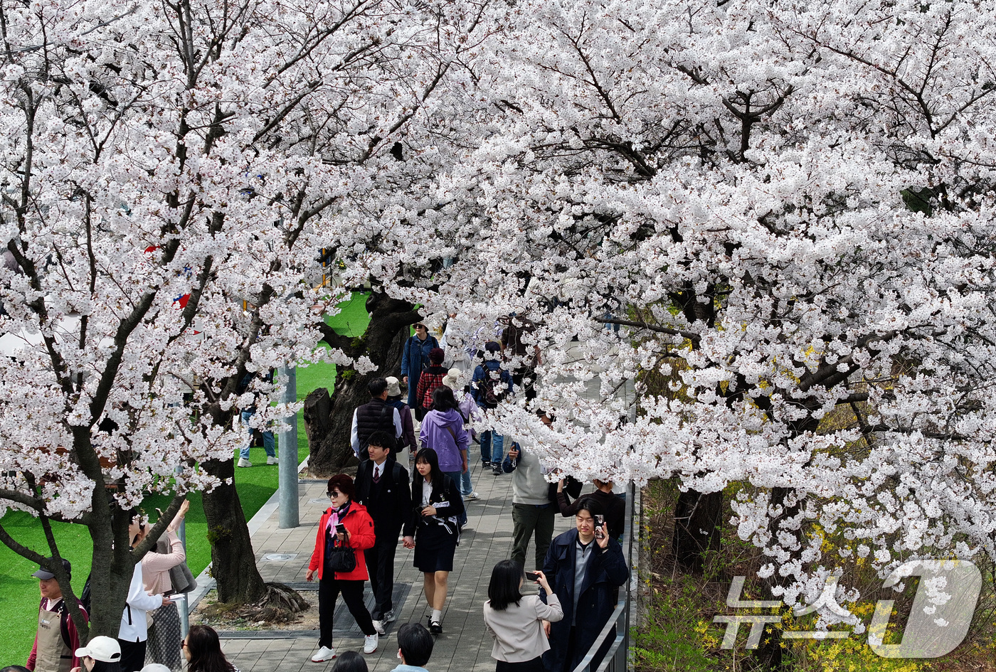 (서울=뉴스1) 최지환 기자 = '여의도 봄꽃축제'가 시작된 3일 서울 여의서로 일대에 벚꽃이 만개해 있다.2026년 여의도 봄꽃축제는 이날부터 7일까지 5일간 개최된다. 2026 …