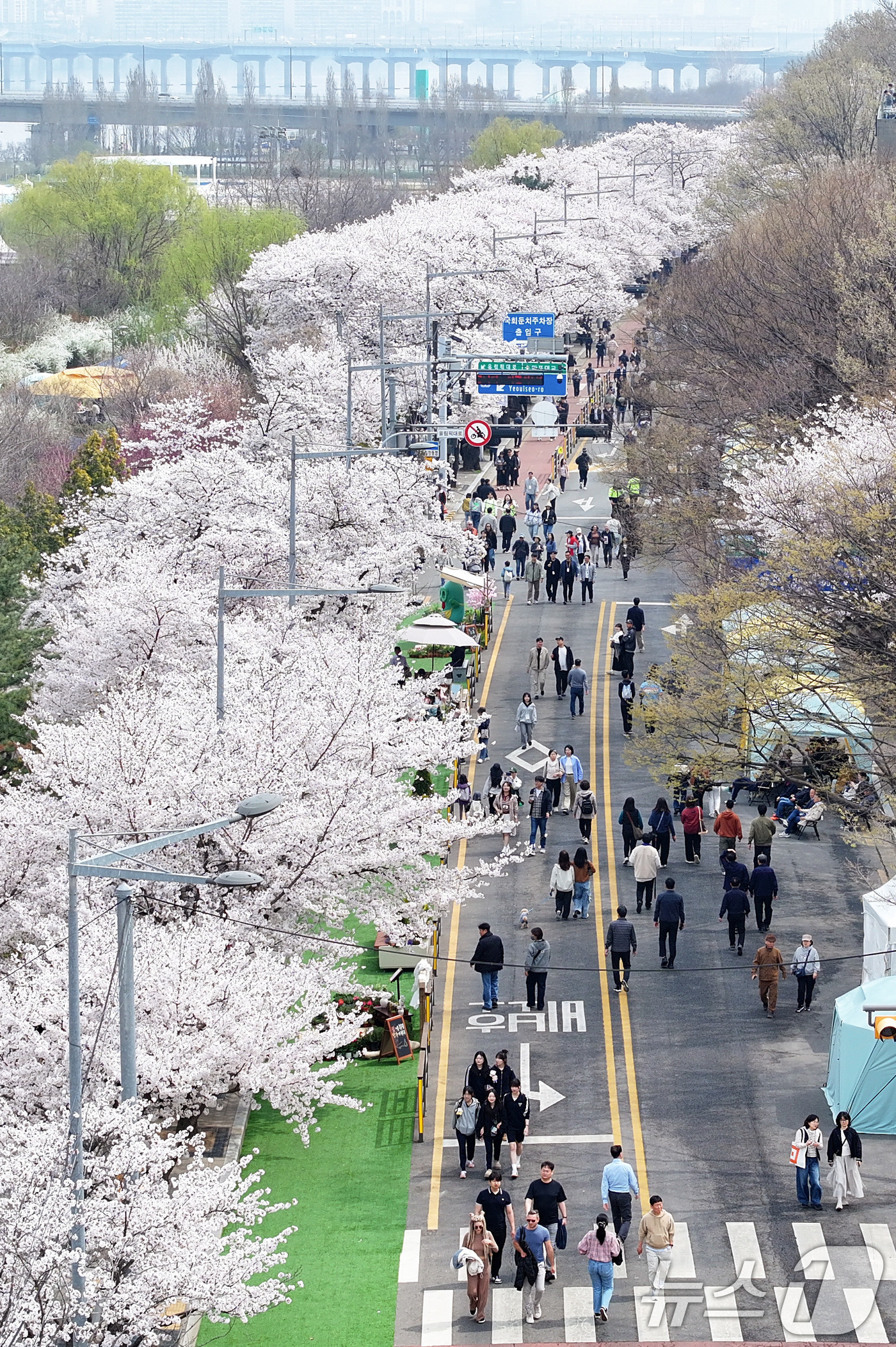 (서울=뉴스1) 최지환 기자 = '여의도 봄꽃축제'가 시작된 3일 서울 여의서로 일대에 벚꽃이 만개해 있다.2026년 여의도 봄꽃축제는 이날부터 7일까지 5일간 개최된다. 2026 …