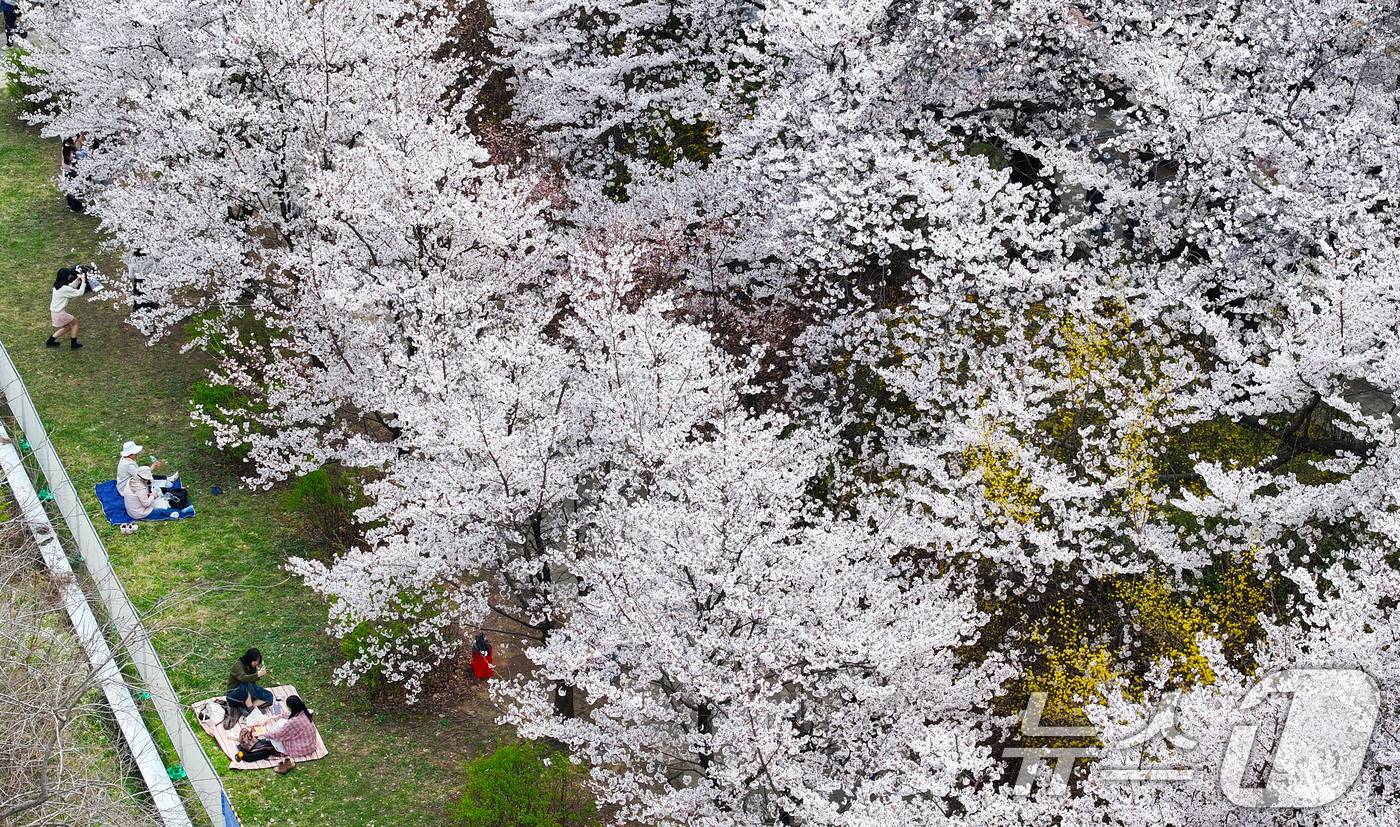 (서울=뉴스1) 최지환 기자 = '여의도 봄꽃축제'가 시작된 3일 서울 여의서로 일대에 벚꽃이 만개해 있다.2026년 여의도 봄꽃축제는 이날부터 7일까지 5일간 개최된다. 2026 …