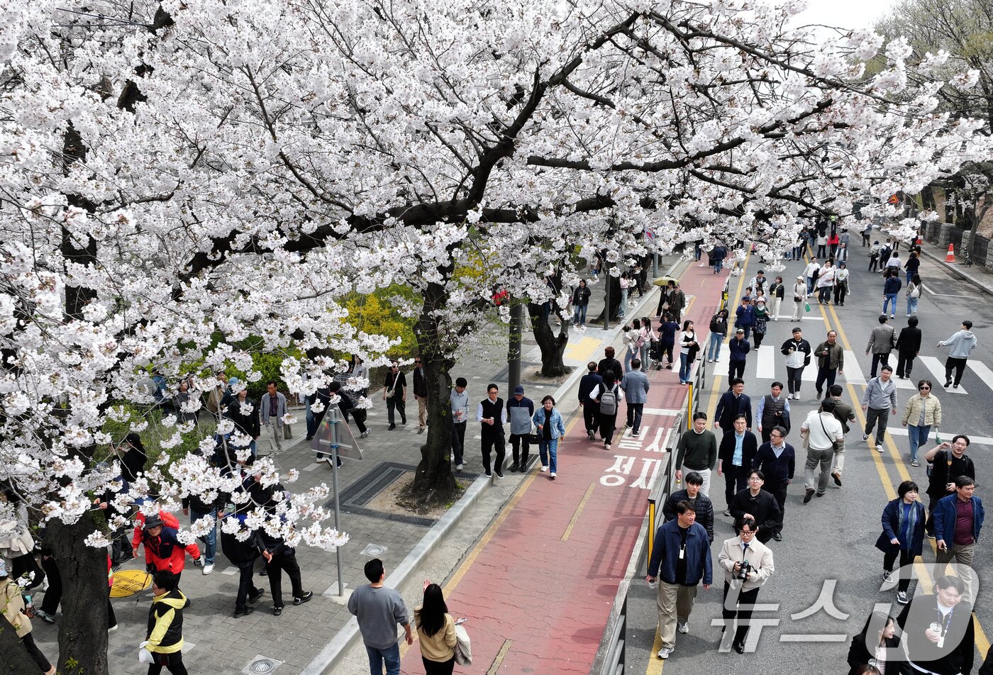 본문 이미지 - '여의도 봄꽃축제'가 시작된 3일 서울 여의서로 일대에 벚꽃이 만개해 있다.  2026.4.3 ⓒ 뉴스1 최지환 기자
