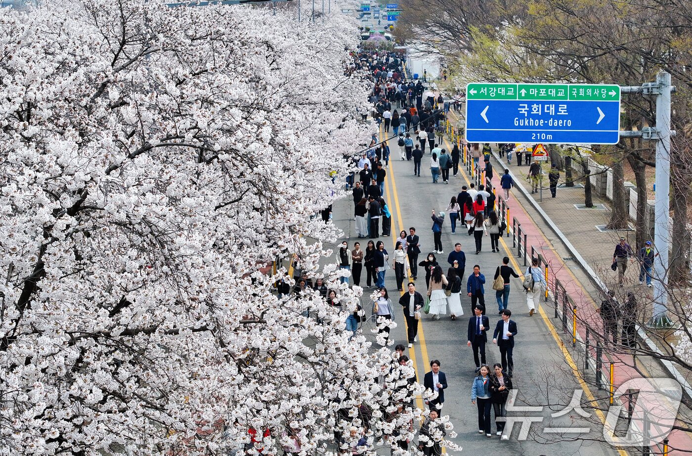 본문 이미지 - '여의도 봄꽃축제'가 시작된 3일 서울 여의서로 일대에 벚꽃이 만개해 있다.  2026.4.3 ⓒ 뉴스1 최지환 기자