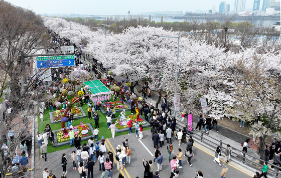 여의도 봄꽃 축제, 개막부터 인산인해