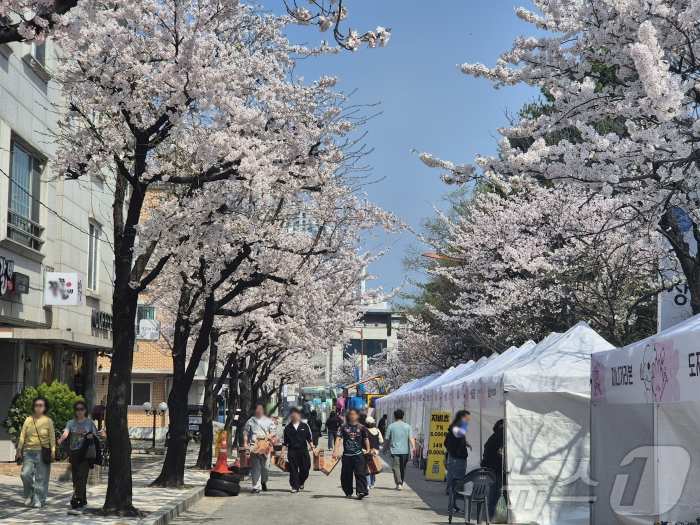 (강릉=뉴스1) 윤왕근 기자 = 강릉벚꽃축제 '솔올블라썸'이 열리고 있는 3일 강릉시 교동 일대에 벚꽃이 만개해 있다.강릉시는 올해 처음으로 지역 3개 대표 벚꽃 축제를 하나로 묶 …