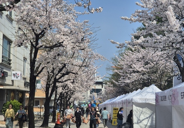 강릉에도 벚꽃비 내리네