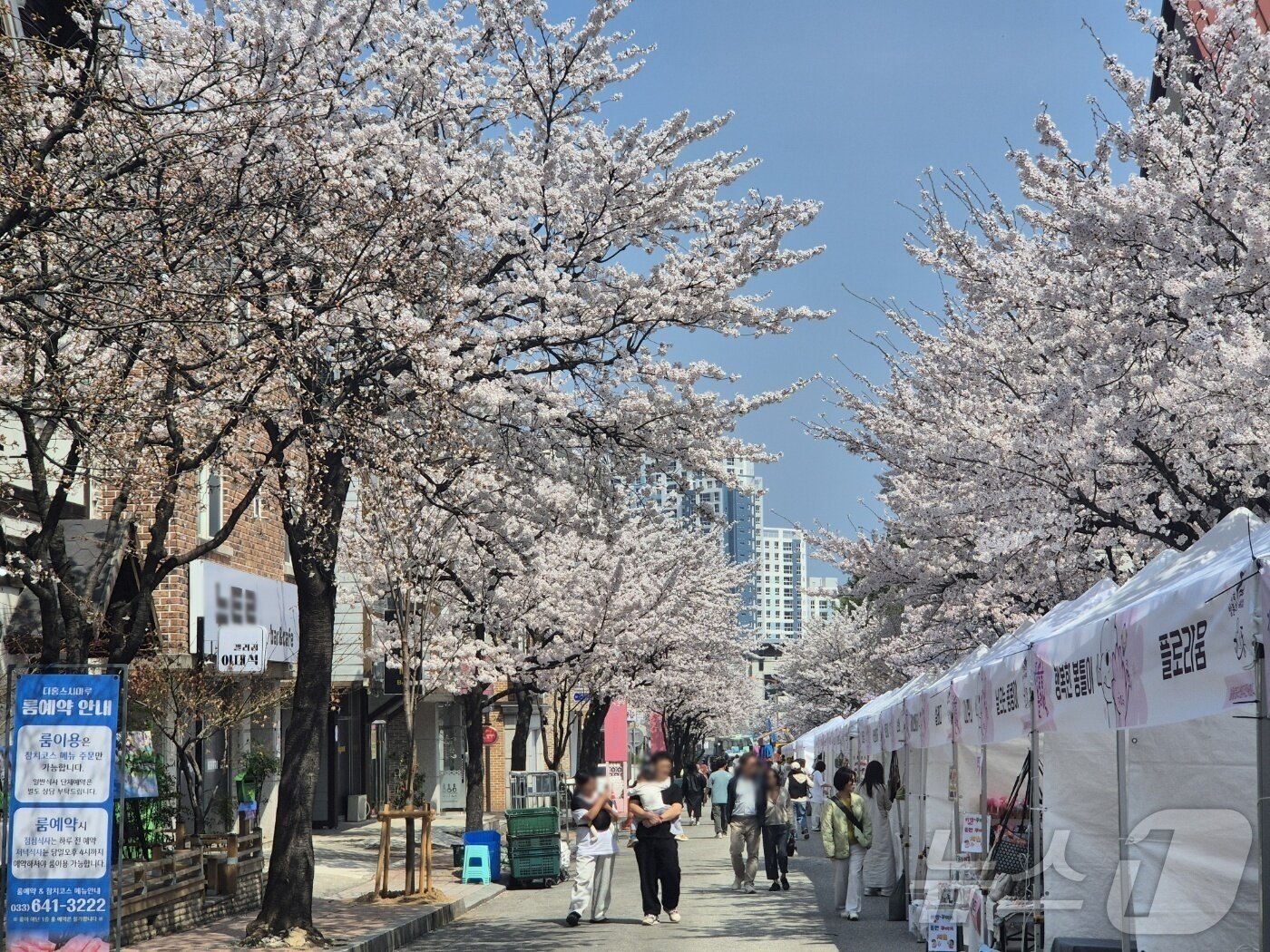 본문 이미지 - 강릉벚꽃축제 '솔올블라썸'이 열리고 있는 3일 강릉시 교동 일대에 벚꽃이 만개해 있다. 2026.4.3 ⓒ 뉴스1 윤왕근 기자