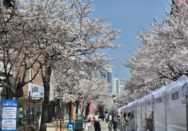 강릉 도심 수놓은 벚꽃