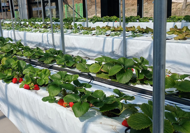 "작물 수확해 요리"…과천시, 어린이집·유치원 대상 체험프로그램 운영