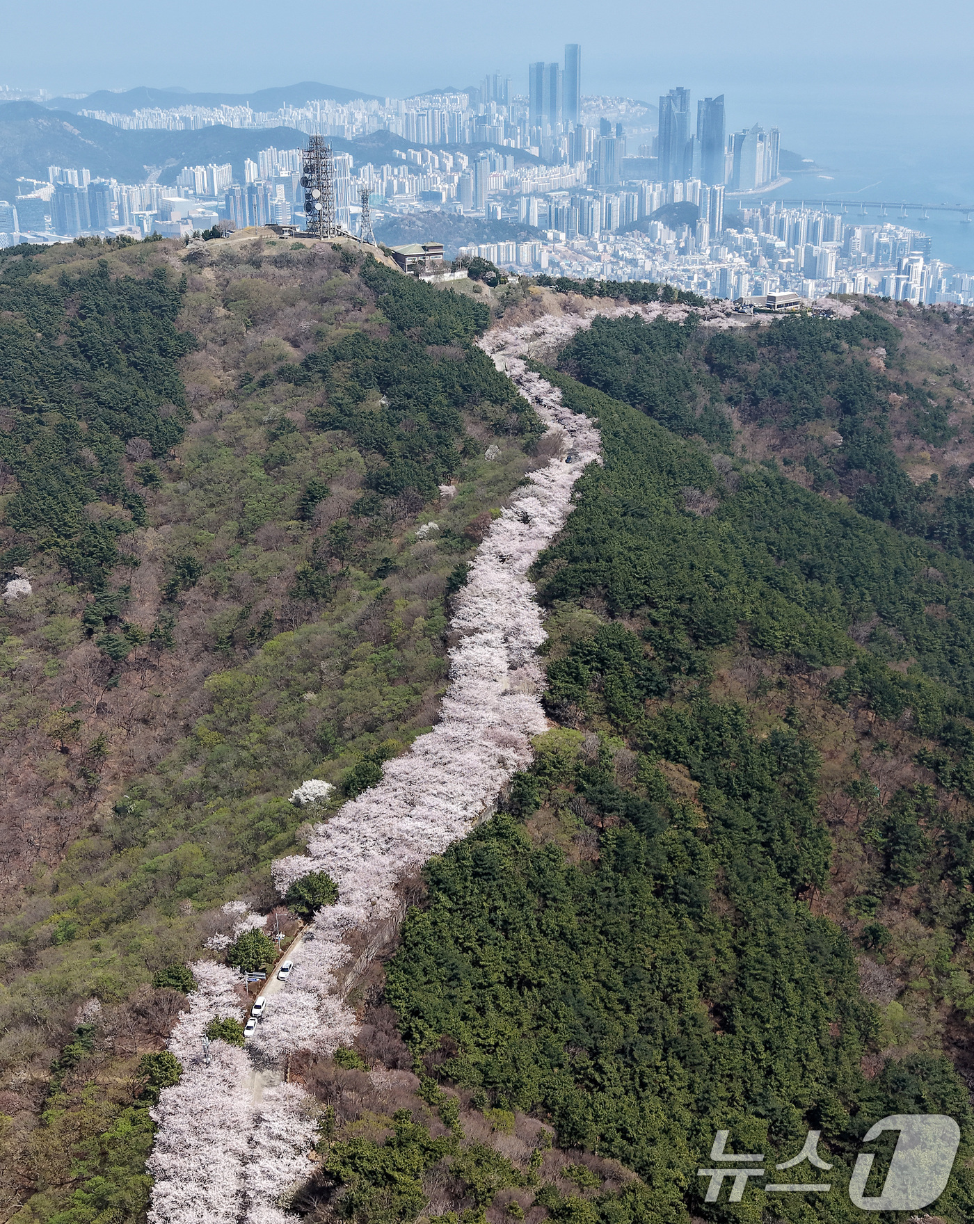 (부산=뉴스1) 윤일지 기자 = 포근한 봄날씨를 보인 3일 부산 황령산 벚꽃길을 찾은 시민들이 드라이브하며 봄 정취를 만끽하고 있다.  2026.4.3/뉴스1