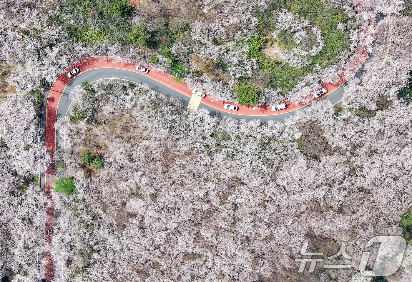 (부산=뉴스1) 윤일지 기자 = 포근한 봄날씨를 보인 3일 부산 황령산 벚꽃 군락지를 찾은 시민들이 드라이브하며 봄 정취를 만끽하고 있다.   2026.4.3/뉴스1